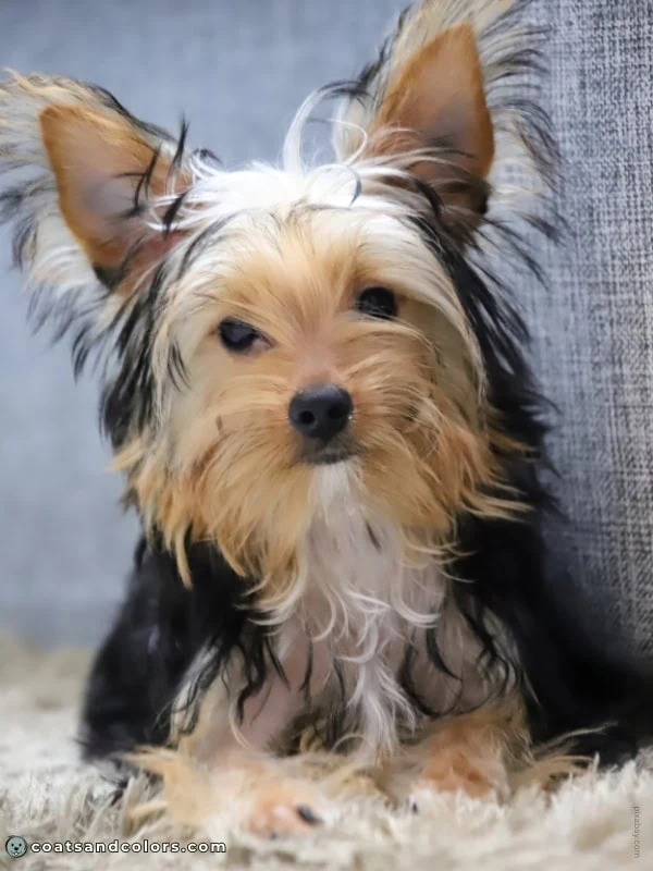 coatsandcolors.com Yorkshire Terrier colors puppy tan extending over head black growing out