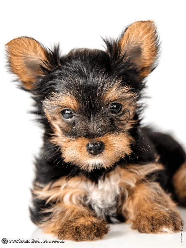 coatsandcolors.com Yorkshire Terrier colors puppy white chest