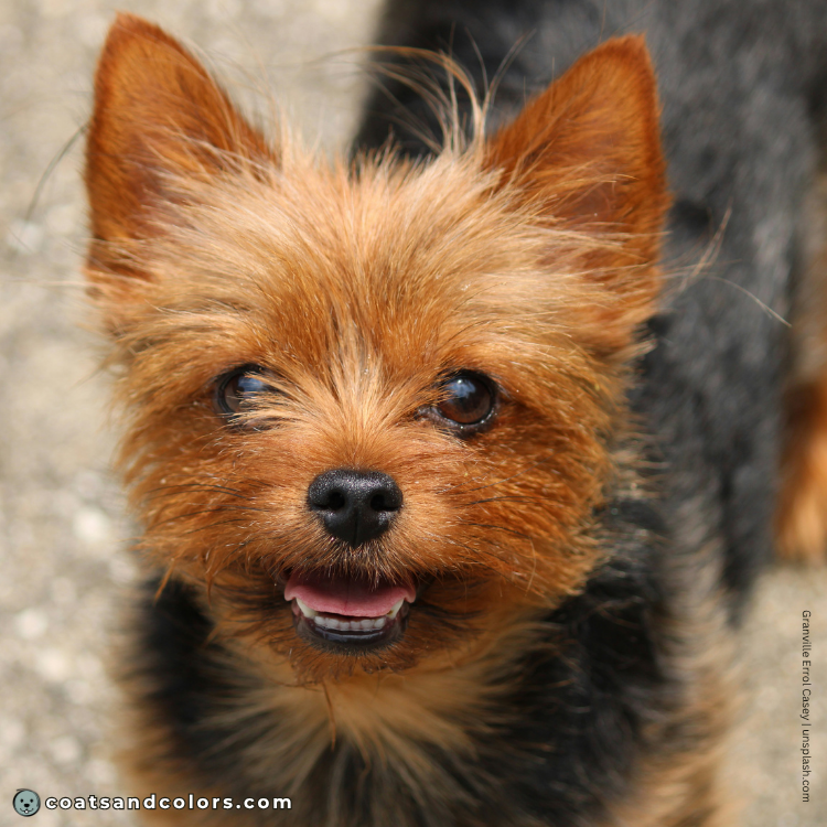 coatsandcolors.com Yorkshire Terrier colors red
