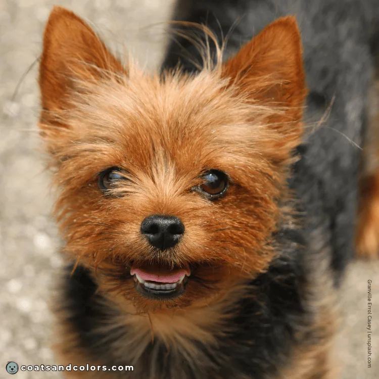 coatsandcolors.com Yorkshire Terrier colors red