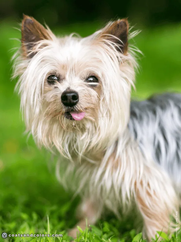 coatsandcolors.com Yorkshire Terrier colors silver tan 1