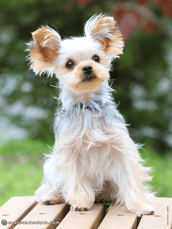 coatsandcolors.com Yorkshire Terrier colors silver tan 2b
