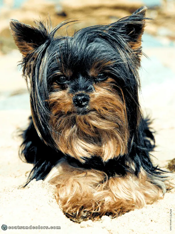 coatsandcolors.com Yorkshire Terrier colors tan point markings