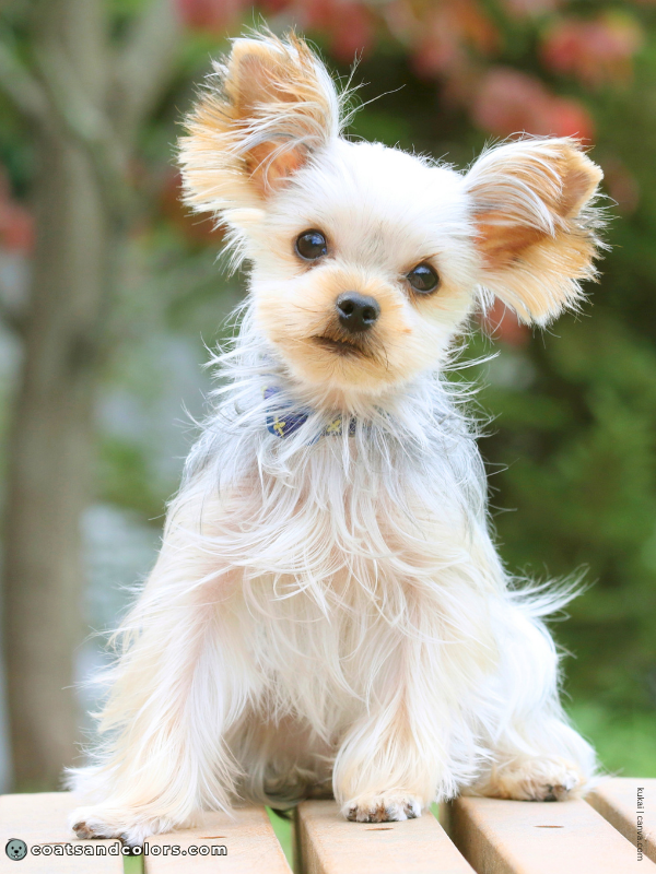 coatsandcolors.com Yorkshire Terrier colors very light tan