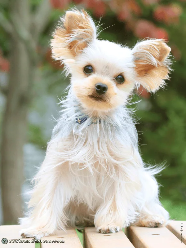 coatsandcolors.com Yorkshire Terrier colors very light tan