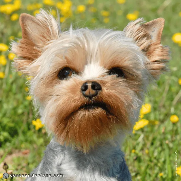 coatsandcolors.com Yorkshire Terrier colors weak nose pigment