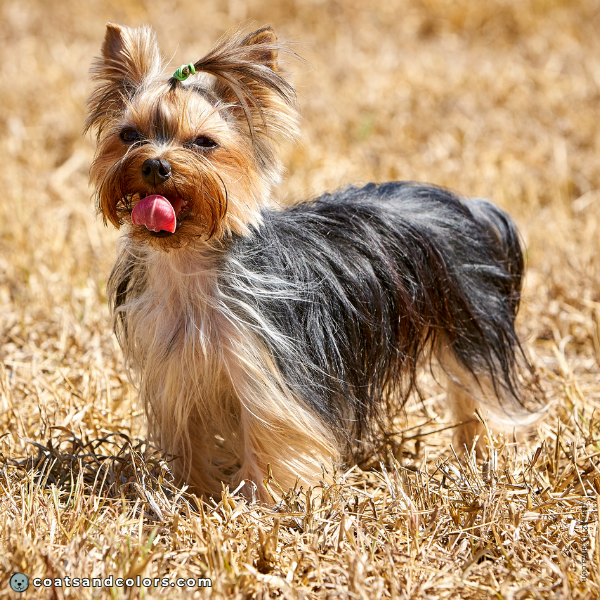 coatsandcolors.com Yorkshire Terrier colors weal graying