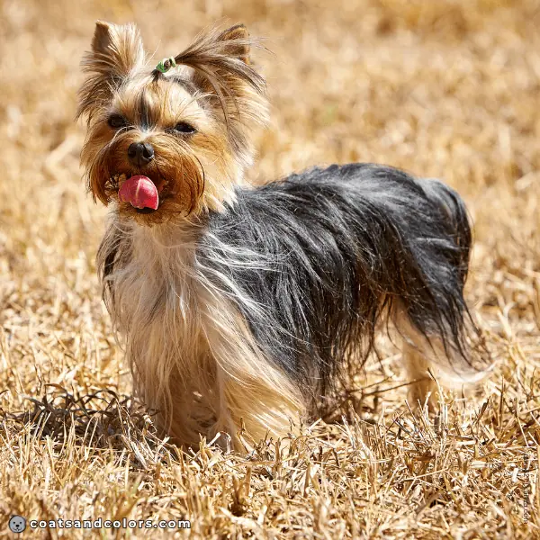 coatsandcolors.com Yorkshire Terrier colors weal graying