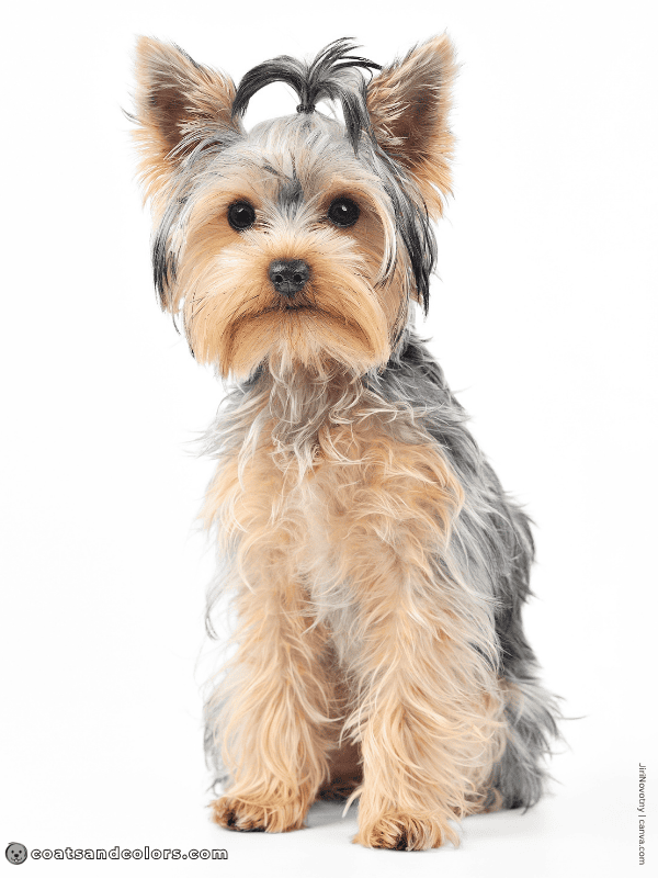coatsandcolors.com Yorkshire Terrier colors white markings 3