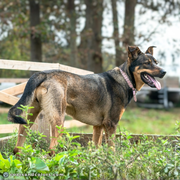 coatsandcolors.com agouti full body 1