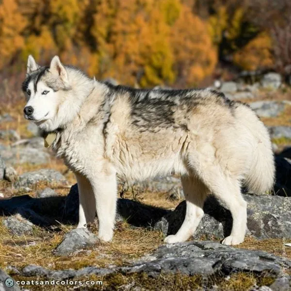 coatsandcolors.com agouti domino Alaskan Malamute