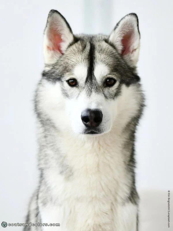 coatsandcolors.com agouti domino Husky face markings