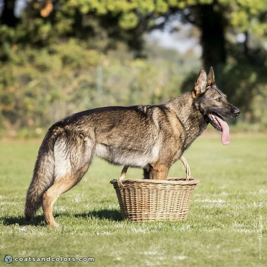 coatsandcolors.com agouti domino normal agouti GSD