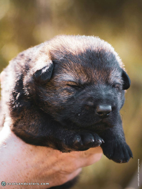 coatsandcolors.com agouti domino normal agouti puppy