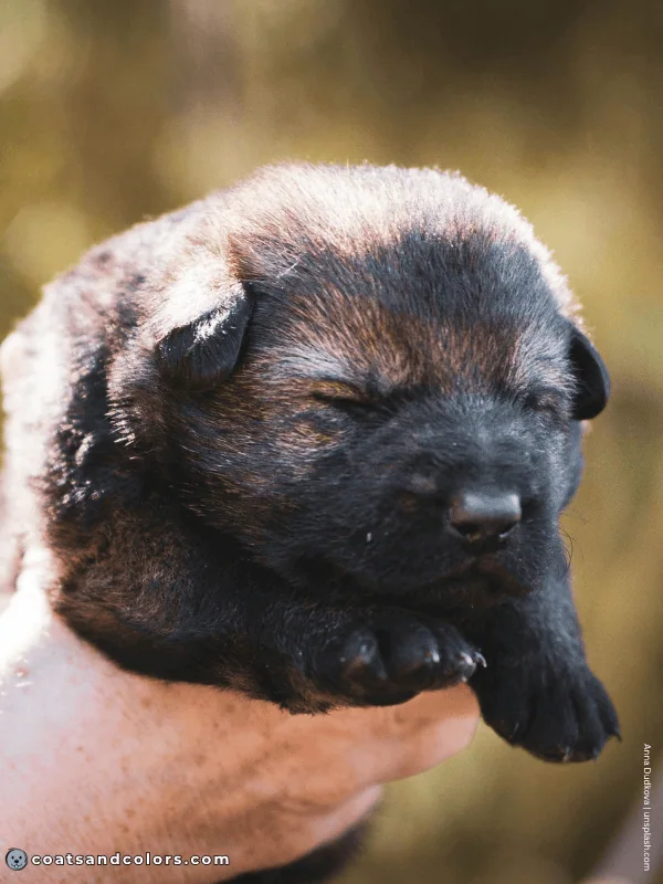 coatsandcolors.com agouti domino normal agouti puppy