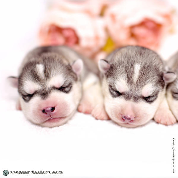 coatsandcolors.com agouti domino puppy face markings 1