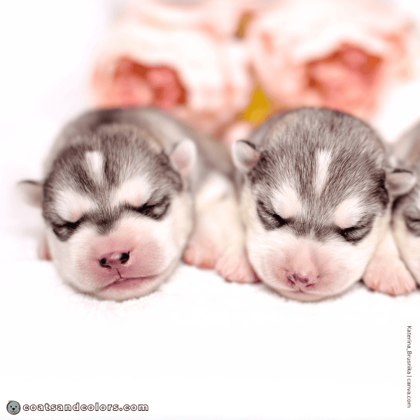 coatsandcolors.com agouti domino puppy face markings 1
