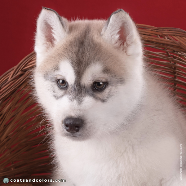coatsandcolors.com agouti domino puppy face markings progression 1c