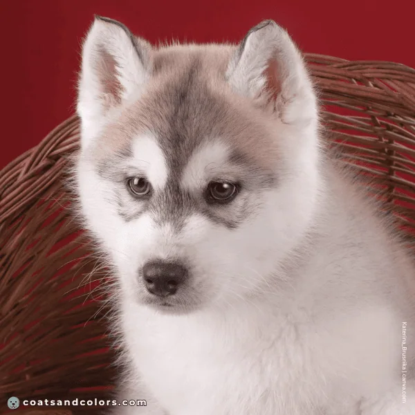 coatsandcolors.com agouti domino puppy face markings progression 1c