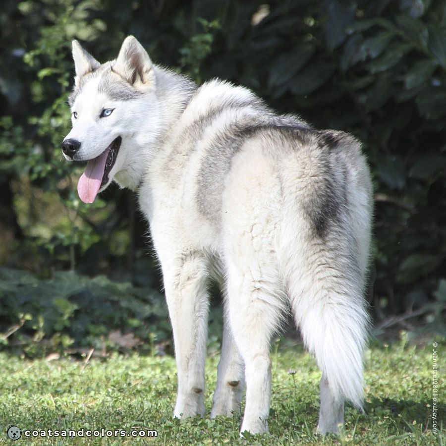 coatsandcolors.com agouti domino silvery 2