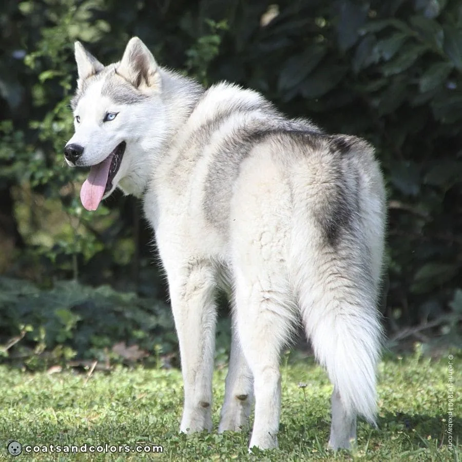 coatsandcolors.com agouti domino silvery 2