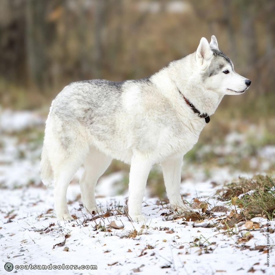 coatsandcolors.com agouti domino silvery