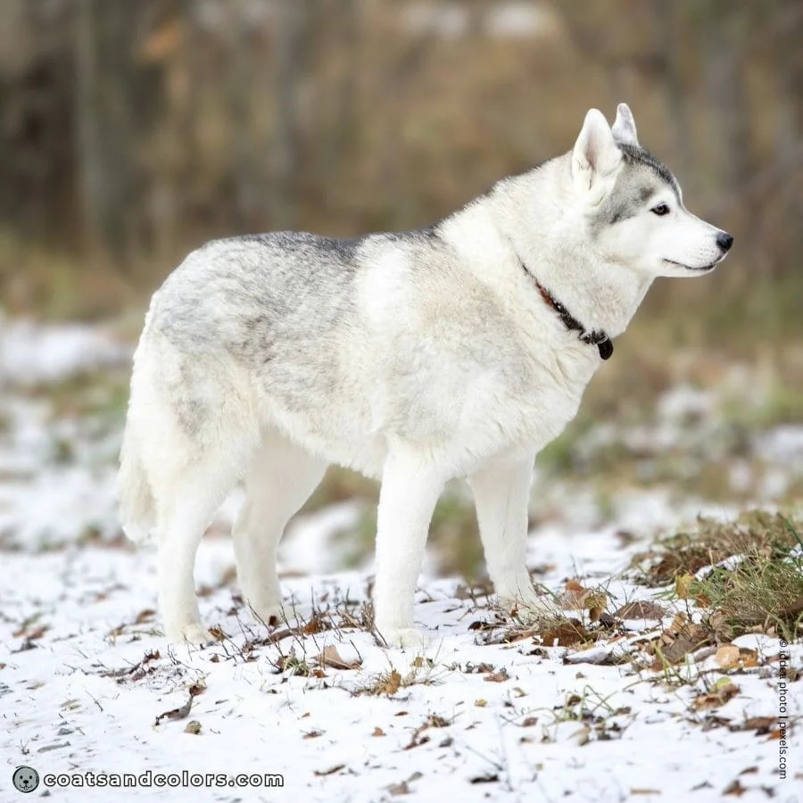 coatsandcolors.com agouti domino silvery