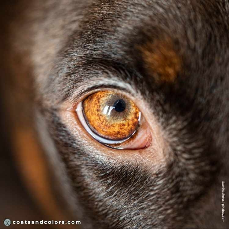 coatsandcolors.com amber eye color dark amber 1