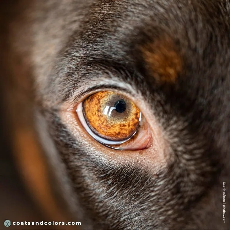 coatsandcolors.com amber eye color dark amber 1