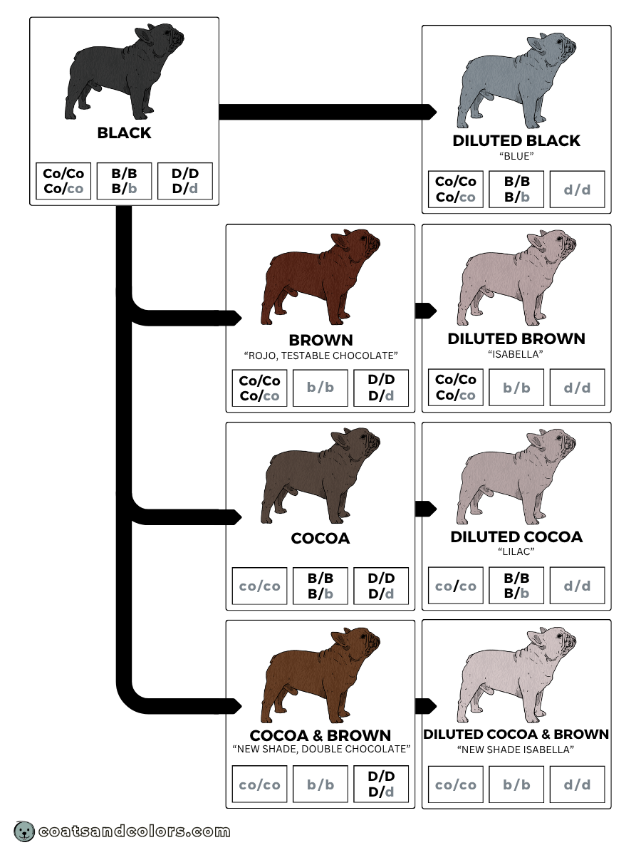 coatsandcolors.com base color cocoa interactions infographic