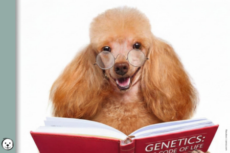 coatsandcolors.com basic genetic terms 900x600 1