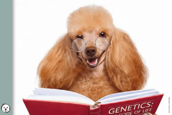 coatsandcolors.com basic genetic terms 900x600 1