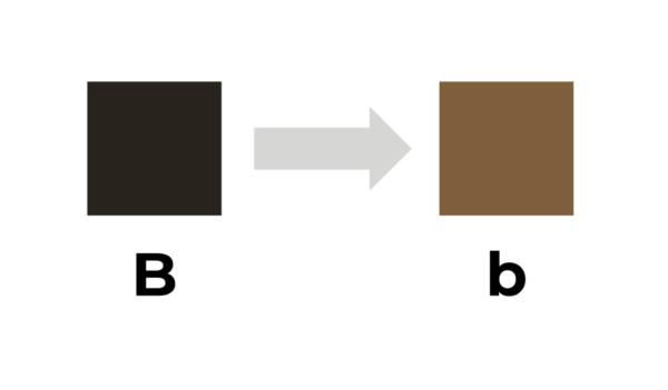 coatsandcolors.com basic genetic terms alleles mutations