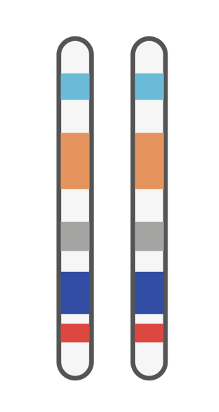 coatsandcolors.com basic genetic terms chromosome pair