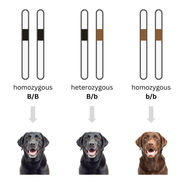 coatsandcolors.com basic genetic terms complete dominance