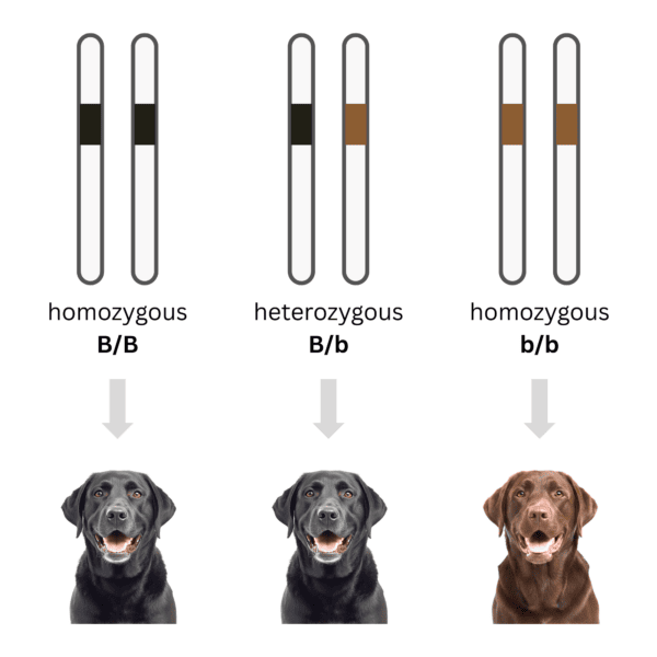 coatsandcolors.com basic genetic terms complete dominance