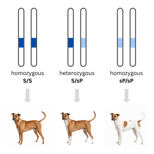 coatsandcolors.com basic genetic terms incomplete dominance sP