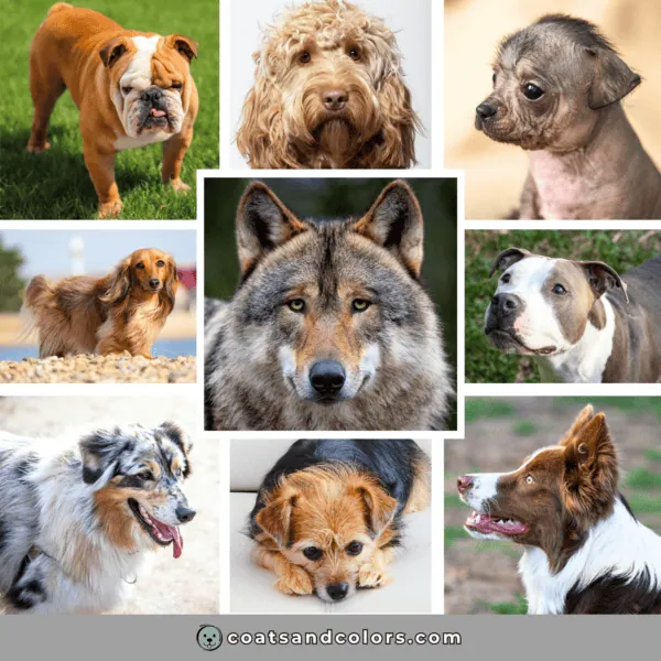 coatsandcolors.com basic genetic terms traits