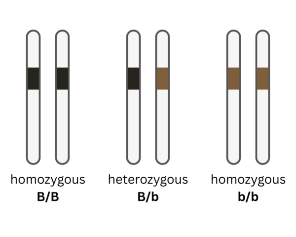 coatsandcolors.com basic genetic terms zygosity
