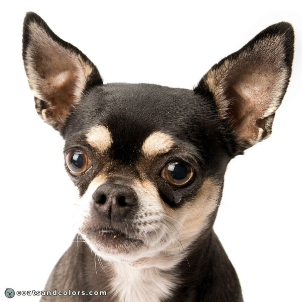 coatsandcolors.com blacj and tan black ear trim