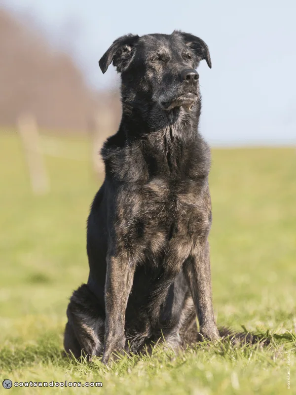 coatsandcolors.com black and tan brindle point 3
