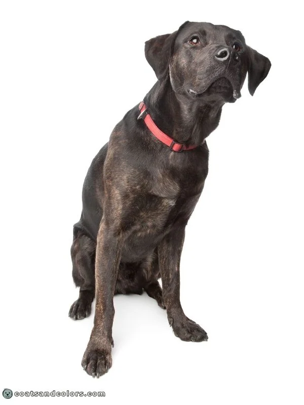 coatsandcolors.com black and tan brindle point