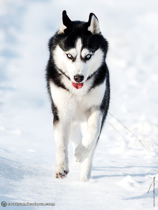 coatsandcolors.com black and tan domino Husky 2