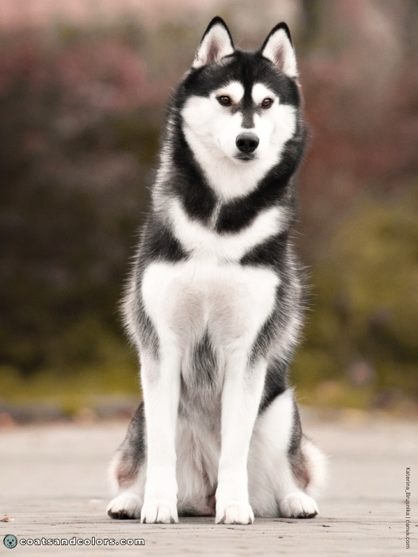 coatsandcolors.com black and tan domino Husky