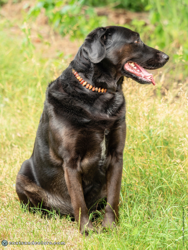 coatsandcolors.com black and tan ghost tan point