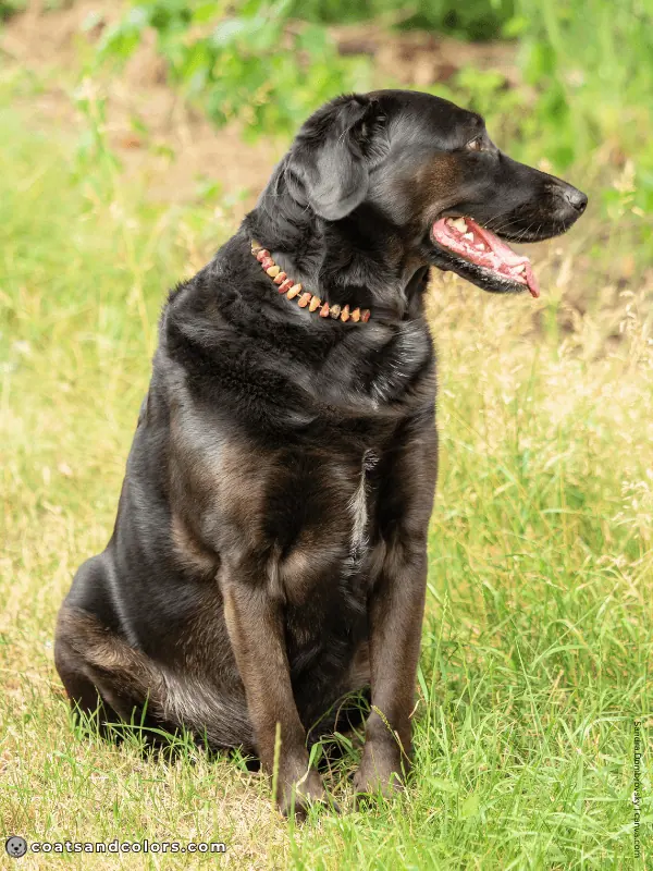 coatsandcolors.com black and tan ghost tan point
