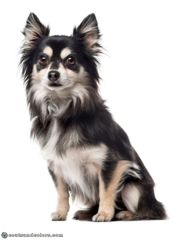 coatsandcolors.com black and tan large tan points in some Ee dogs