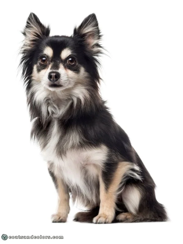 coatsandcolors.com black and tan large tan points in some Ee dogs