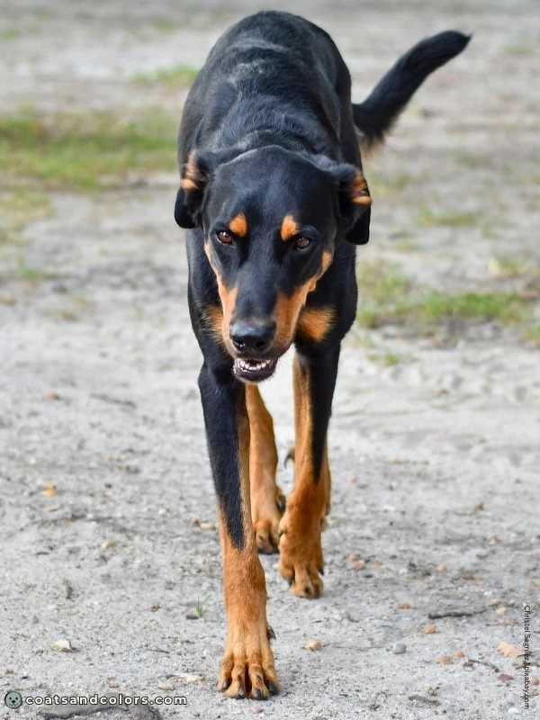 coatsandcolors.com black and tan markings 1
