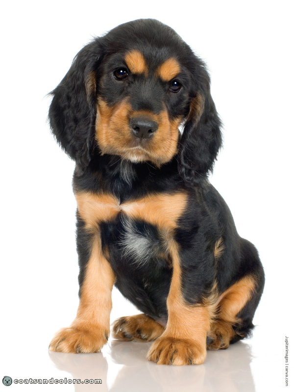 coatsandcolors.com black and tan markings size 2